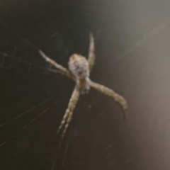 Argiope sp. (genus) at Surf Beach, NSW - 7 Sep 2024 10:38 PM