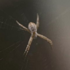Argiope (genus) at Surf Beach, NSW - 7 Sep 2024 10:38 PM