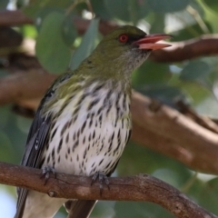 Oriolus sagittatus (Olive-backed Oriole) at Symonston, ACT - 8 Sep 2024 by RodDeb