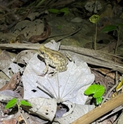 Rhinella marina at Smithfield, QLD - 4 Sep 2024 by Lisa.Jok