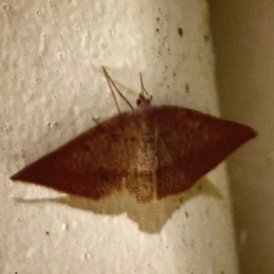 Nearcha (genus) (An Oenochromine moth) at Surf Beach, NSW - 7 Sep 2024 by Hejor1