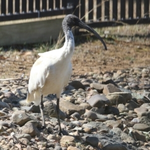 Threskiornis molucca at Symonston, ACT - 8 Sep 2024 12:48 PM