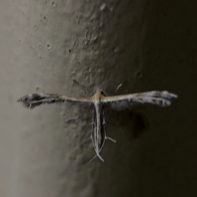 Megalorhipida leucodactyla (Spiderling Moth) at Surf Beach, NSW - 7 Sep 2024 by Hejor1