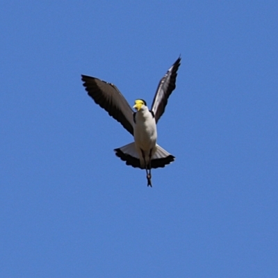 Vanellus miles (Masked Lapwing) at Symonston, ACT - 8 Sep 2024 by RodDeb