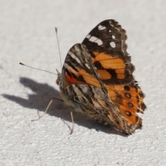 Vanessa kershawi (Australian Painted Lady) at Macarthur, ACT - 8 Sep 2024 by RodDeb