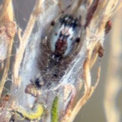 Araneae (order) at Surf Beach, NSW - 8 Sep 2024 by Hejor1