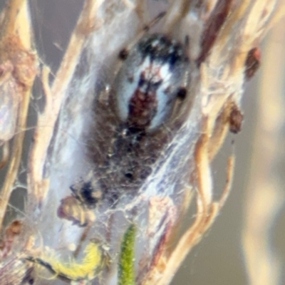 Araneae (order) at Surf Beach, NSW - 8 Sep 2024 by Hejor1