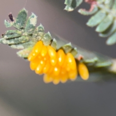 Coccinellidae (family) at Surf Beach, NSW - 7 Sep 2024 by Hejor1