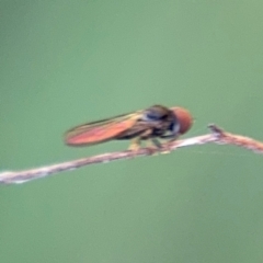 Diptera (order) at Surf Beach, NSW - 7 Sep 2024 by Hejor1