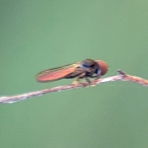 Pipunculidae (family) at Surf Beach, NSW - 8 Sep 2024 09:17 AM