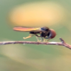 Pipunculidae (family) at Surf Beach, NSW - 8 Sep 2024 09:17 AM