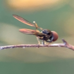 Pipunculidae (family) at Surf Beach, NSW - 8 Sep 2024 09:17 AM