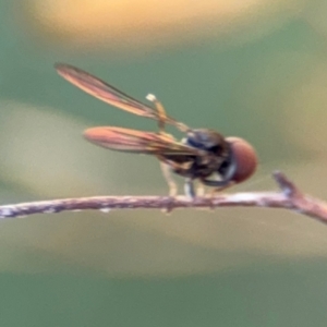 Pipunculidae (family) at Surf Beach, NSW - 8 Sep 2024 09:17 AM