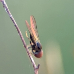 Pipunculidae (family) at Surf Beach, NSW - 8 Sep 2024 09:17 AM