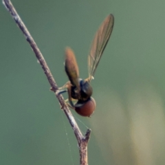 Pipunculidae (family) at Surf Beach, NSW - 8 Sep 2024 09:17 AM