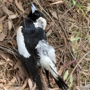 Gymnorhina tibicen at Belconnen, ACT - 2 Sep 2024 01:26 PM