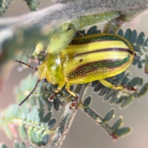 Calomela juncta at Surf Beach, NSW - 8 Sep 2024