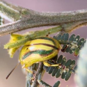 Calomela juncta at Surf Beach, NSW - 8 Sep 2024