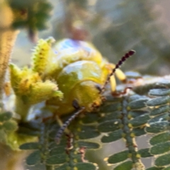 Calomela juncta at Surf Beach, NSW - 8 Sep 2024