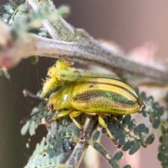 Calomela juncta at Surf Beach, NSW - 8 Sep 2024