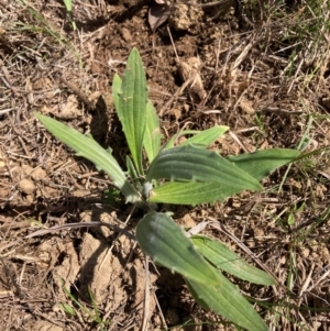 Plantago varia at Belconnen, ACT - 31 Aug 2024 11:53 AM