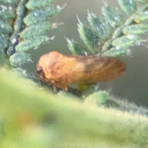 Psylloidea (super family) at Surf Beach, NSW - 8 Sep 2024 09:22 AM