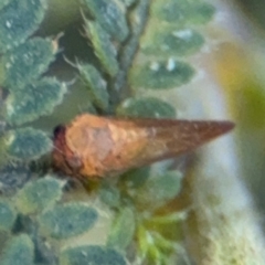 Psylloidea (super family) at Surf Beach, NSW - 8 Sep 2024 09:22 AM