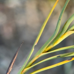 Stypandra glauca at Yarralumla, ACT - 8 Sep 2024