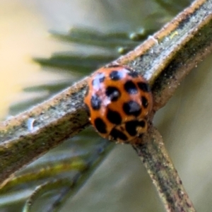 Harmonia conformis at Acton, ACT - 8 Sep 2024 04:12 PM