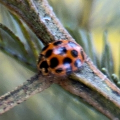 Harmonia conformis at Acton, ACT - 8 Sep 2024