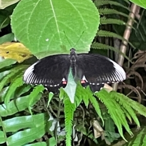 Papilio ambrax at Woree, QLD - 31 Aug 2024 07:41 PM