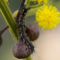 Lepidoptera unclassified IMMATURE (caterpillar or pupa or cocoon) at Acton, ACT - 8 Sep 2024 by Hejor1