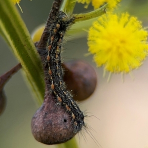 Lepidoptera unclassified IMMATURE moth at Acton, ACT - 8 Sep 2024