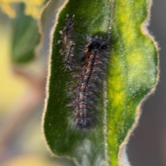 Lepidoptera unclassified IMMATURE moth at Acton, ACT - 8 Sep 2024