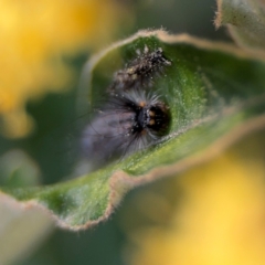 Lepidoptera unclassified IMMATURE moth at Acton, ACT - 8 Sep 2024