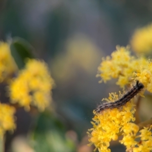 Lepidoptera unclassified IMMATURE moth at Acton, ACT - 8 Sep 2024