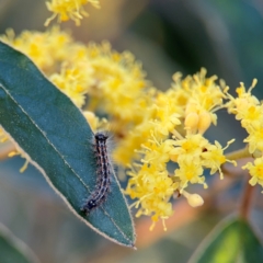 Lepidoptera unclassified IMMATURE at Acton, ACT - 8 Sep 2024 04:29 PM