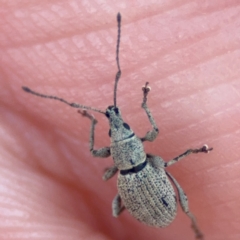 Merimnetes (genus) (A weevil) at Acton, ACT - 8 Sep 2024 by Hejor1