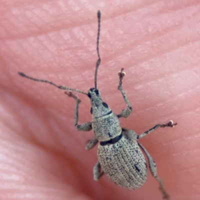 Merimnetes (genus) (A weevil) at Acton, ACT - 8 Sep 2024 by Hejor1