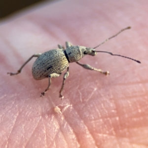 Merimnetes sp. (genus) at Acton, ACT - 8 Sep 2024 04:17 PM