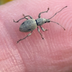 Merimnetes sp. (genus) at Acton, ACT - 8 Sep 2024