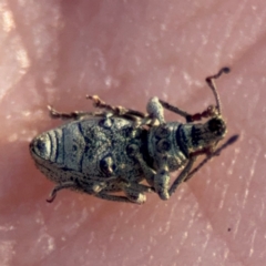 Merimnetes sp. (genus) at Acton, ACT - 8 Sep 2024 04:17 PM