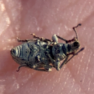 Merimnetes sp. (genus) at Acton, ACT - 8 Sep 2024 04:17 PM