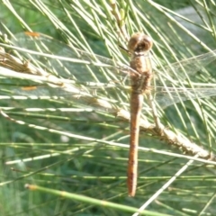 Diplacodes bipunctata (Wandering Percher) at Belconnen, ACT - 8 Sep 2024 by JohnGiacon