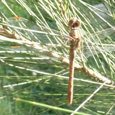 Diplacodes bipunctata (Wandering Percher) at Belconnen, ACT - 8 Sep 2024 by JohnGiacon