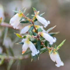 Styphelia fletcheri subsp. brevisepala (Twin Flower Beard-Heath) at Acton, ACT - 8 Sep 2024 by Hejor1