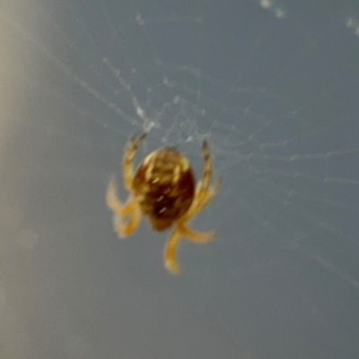 Araneinae (subfamily) (Orb weaver) at Acton, ACT - 8 Sep 2024 by Hejor1