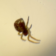 Araneinae (subfamily) at Acton, ACT - 8 Sep 2024