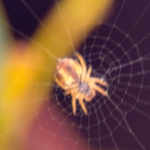 Araneinae (subfamily) at Acton, ACT - 8 Sep 2024