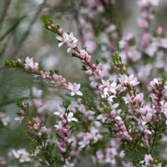 Boronia anemonifolia subsp. anemonifolia at Tallong, NSW - 7 Sep 2024 by Aussiegall